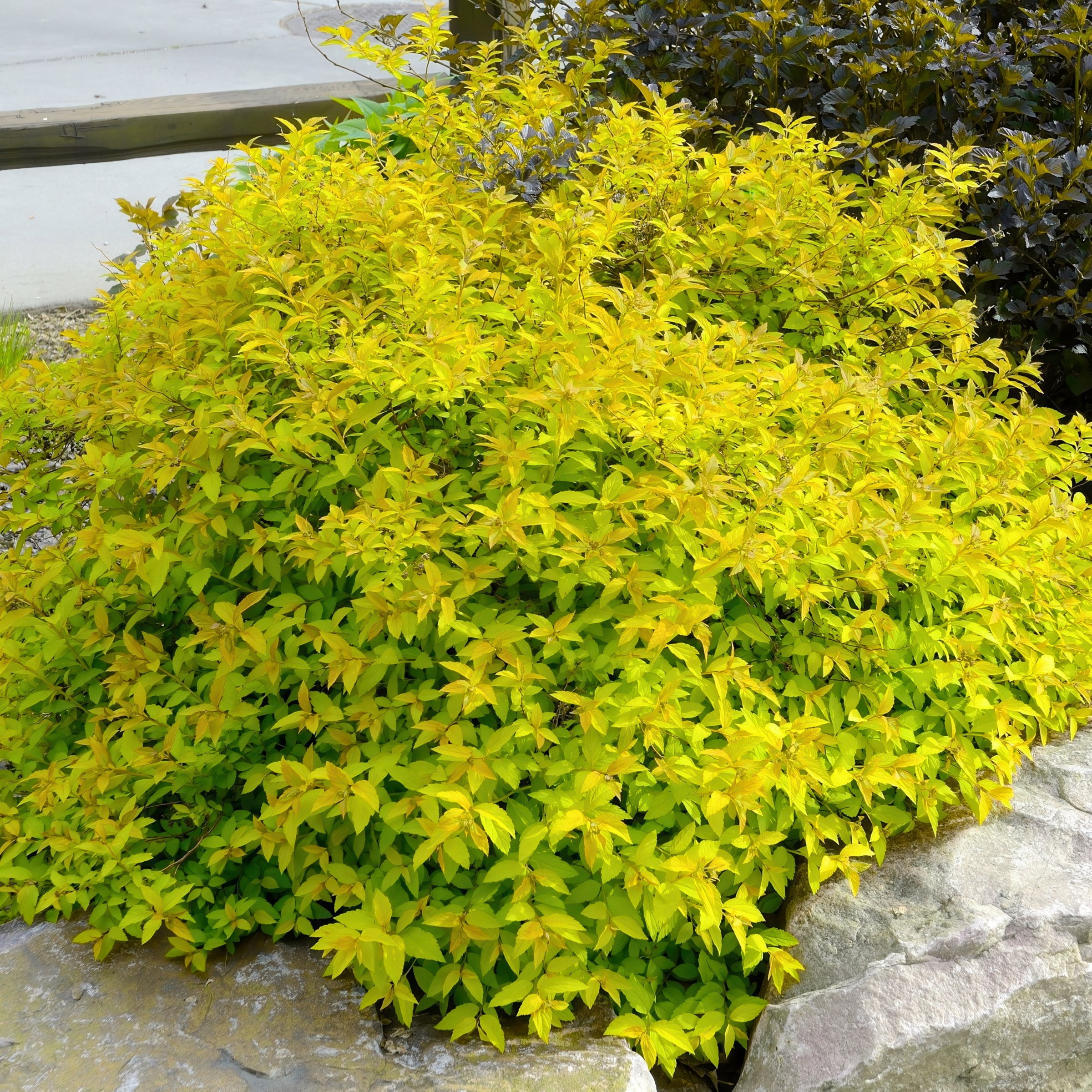 National Plant Network 3 gal. Spirea Goldmound Shrub