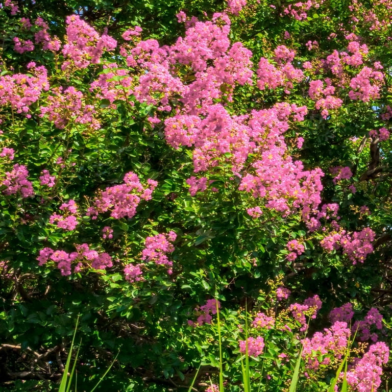 National Plant Network 2.25 gal. Potted Pocomoke Dwarf Crape Myrtle