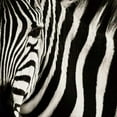 thumbnail image 3 of Parker, Susann 12x12 Black Modern Framed Museum Art Print Titled - Camouflage I, 3 of 5