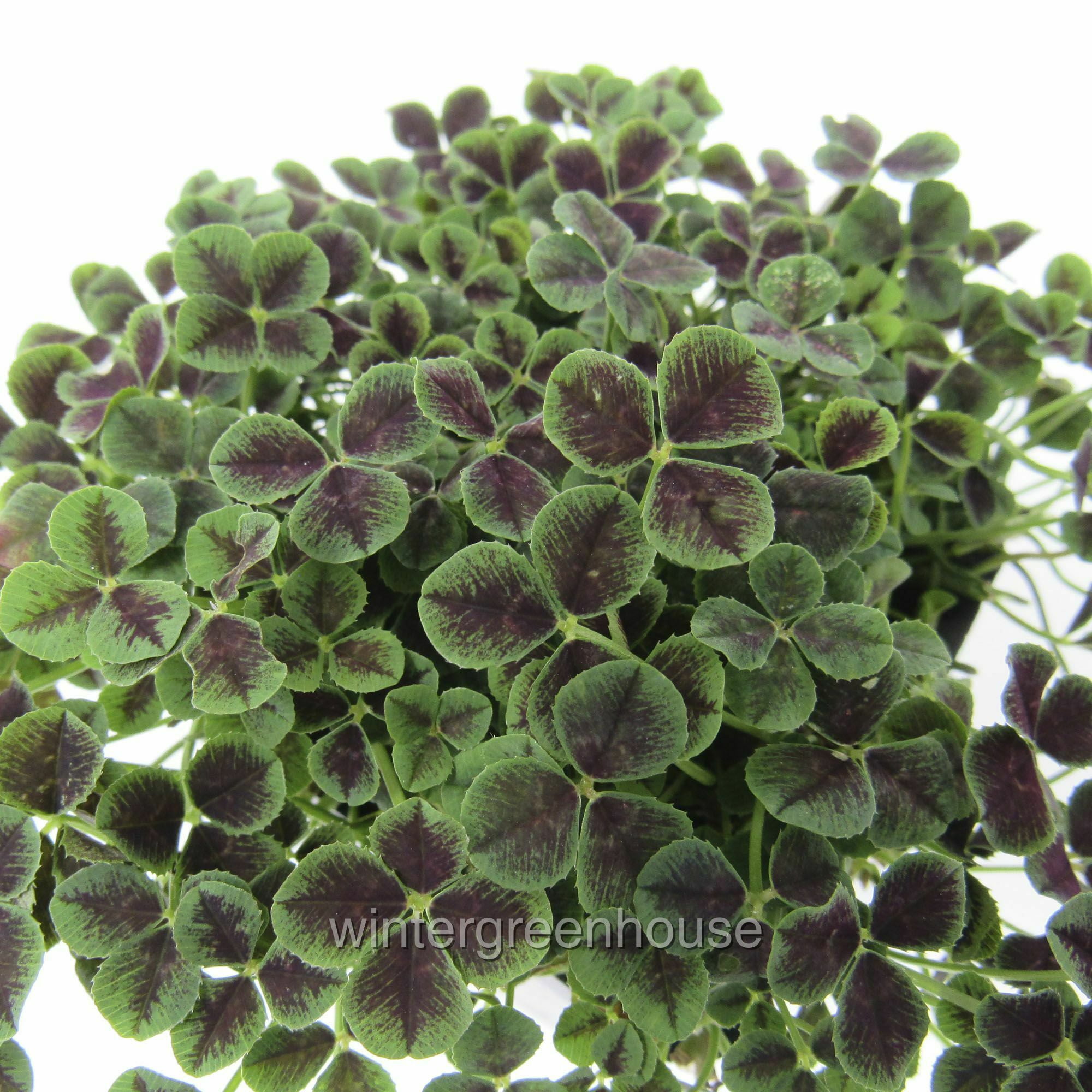 Buy Trifolium Repens Atropurpureum, Dutch Clover Pot Size 3 (2.6x3.5