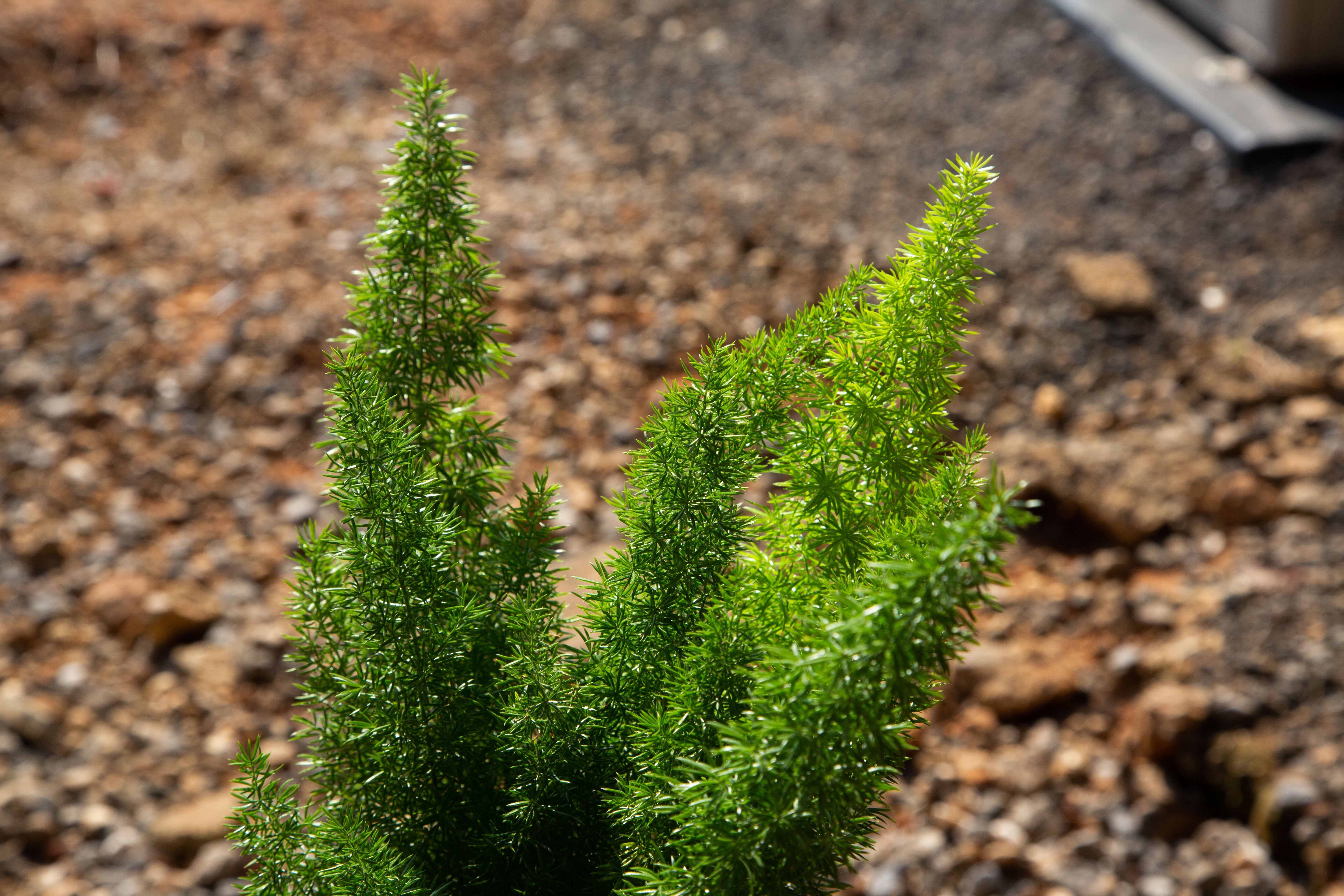Expert Gardener Foxtail Fern (2.5 Qt) Semi-Evergreen Perennial Plant - Live Part Sun to Shade Indoor / Outdoor Plant
