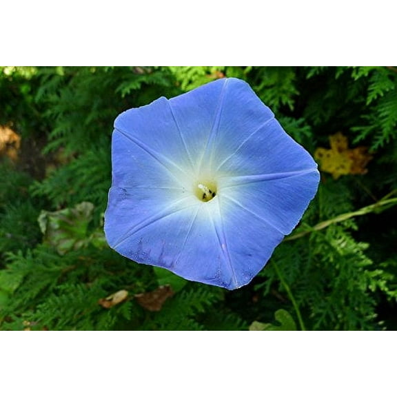 Morning Glory Heavenly Blue Untreated Fresh Nice Garden Flower by Seed Kingdom Bulk 1/4 Seeds