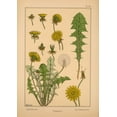 thumbnail image 2 of Vintage Apple Collection 14x18 White Modern Wood Framed Museum Art Print Titled -  Plate 43 - Dandelion, 2 of 4