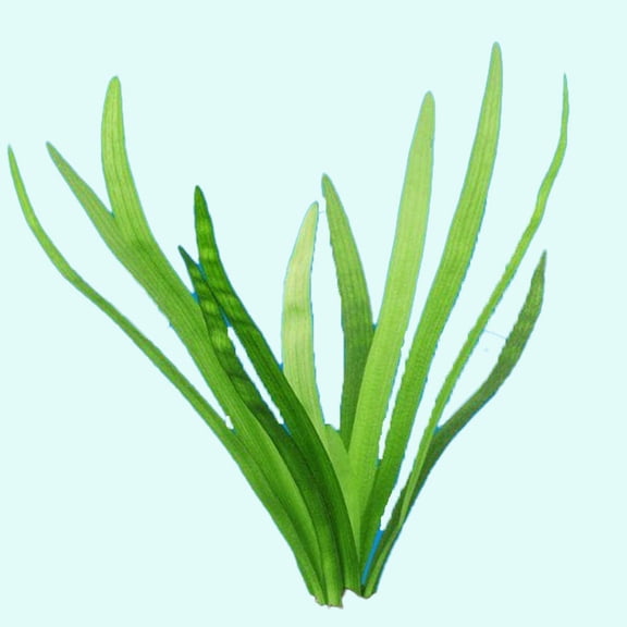 Dwarf Sagittaria (Broadleaf) (Bare Root, Small 3-5 Inches, 1 Plant) Live Aquarium Plants BUY 2 GET 1 FREE