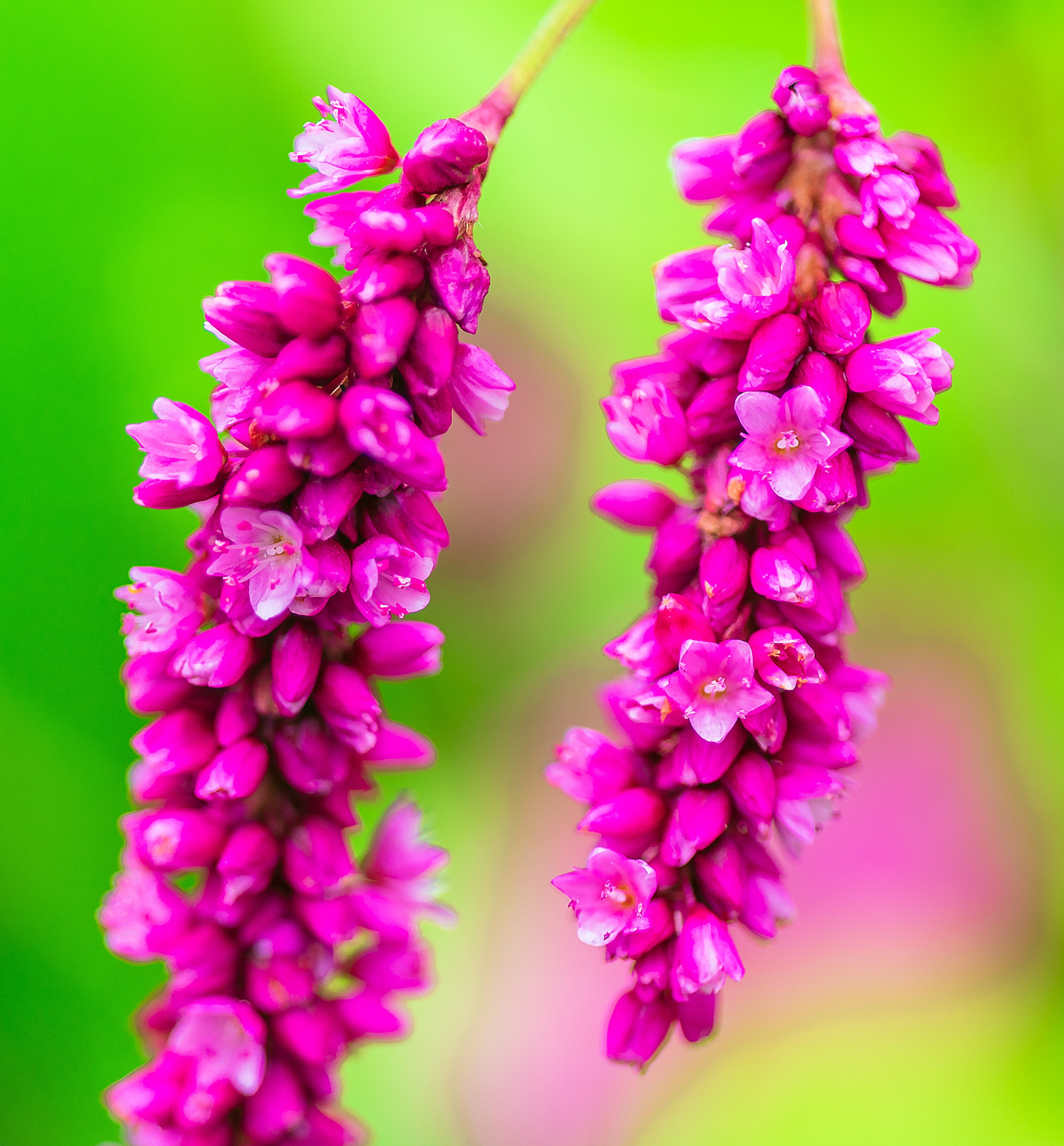 10 KISS ME OVER THE GARDEN GATE Princess Feather Polygonum Orientale