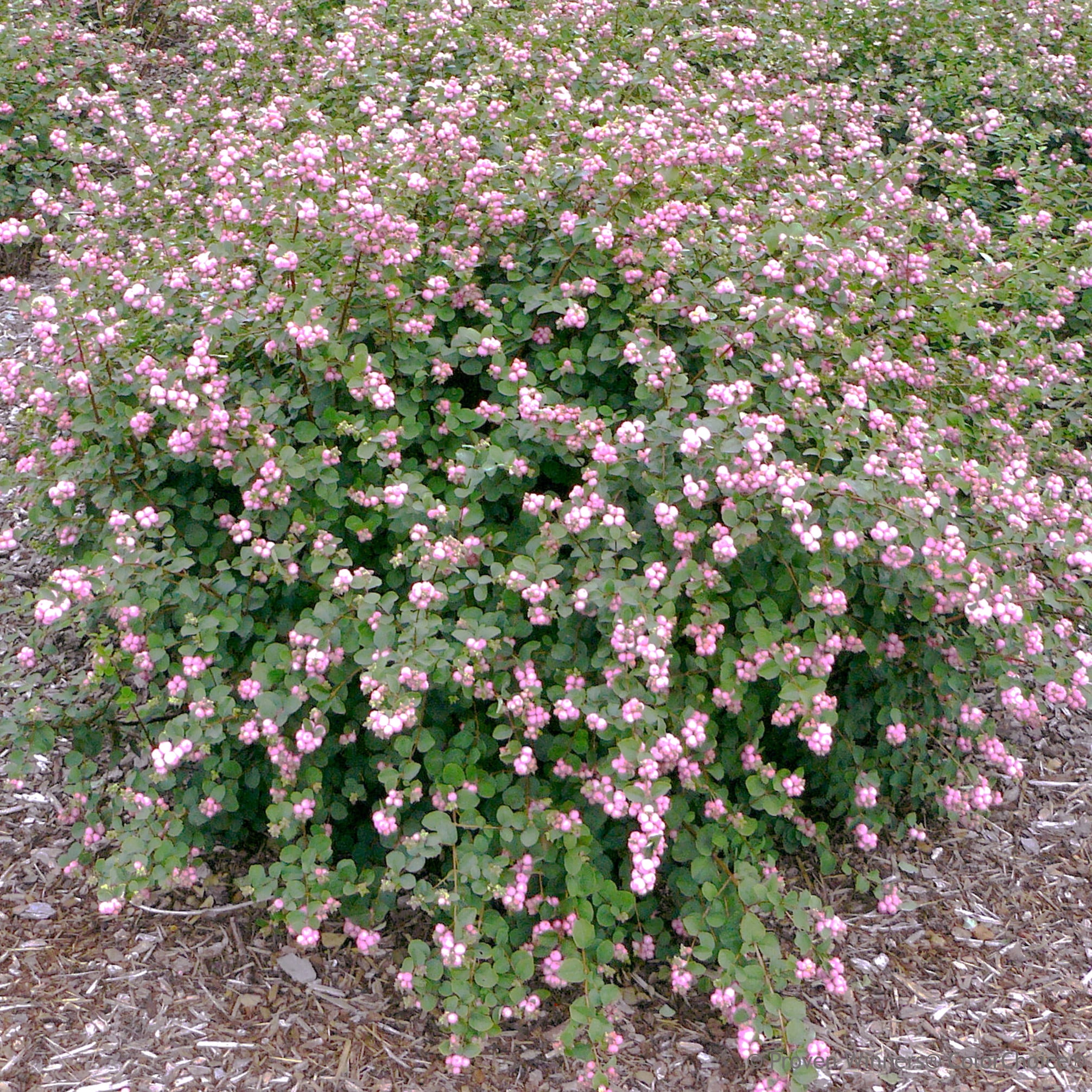 Proven Winners ColorChoice 5" Proud Berry Pink Coralberry Live Plant in 4.5" Pot (4 Count)