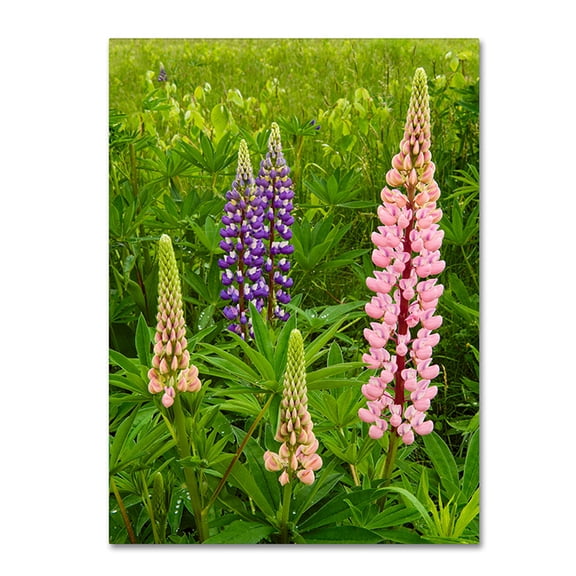 Trademark Fine Art "Lupine Family" Canvas Art by Michael Blanchette Photography