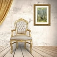 thumbnail image 3 of Head, Danny 23x32 Gold Ornate Wood Framed with Double Matting Museum Art Print Titled - Aspen Trunks IV, 3 of 4