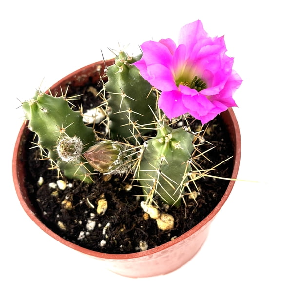 Green, Purple Lady Finger Cactus Echinocereus Pentalophus Live Plants in 4in Pot, Excellent for Hanging Baskets