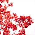 thumbnail image 5 of Bloodgood Japanese Maple Tree in Grower's Pot |  3-4 ft. Tall | Beautiful Autumn Color | Red Leaf Colors Year Round, 5 of 8