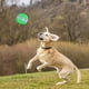 thumbnail image 5 of Bola de perro de 8 cm, juguetes divertidos para masticar no tóxicos, suministros interactivos para mascotas con sonido chirriante Hugtrwg Para estrenar, 5 of 9