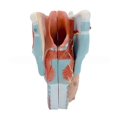 thumbnail image 1 of Human Larynx Anatomy Model, 2x Enlarged Anatomical Larynx Model Detachable Human Throat Model Anatomy for Diseases Study, 1 of 5