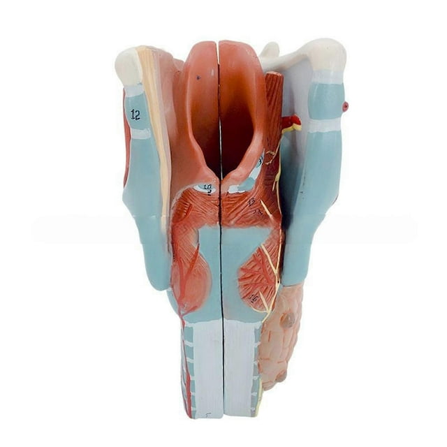 Human Larynx Anatomy Model, 2x Enlarged Anatomical Larynx Model Detachable Human Throat Model Anatomy for Diseases Study