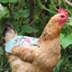 thumbnail image 2 of Pollo de tela suave Gallinas impresas Doble silla de montar para pollos con correas elásticas Protector ligero de plumas de gallina Delantal de silla de montar, 2 of 4