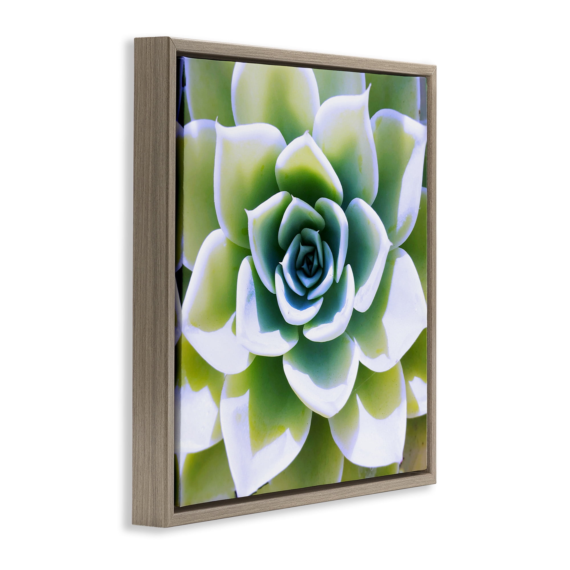Stupell Industries Green Succulent Nature Close Up Botanical & Floral Photography Brown Floater Framed Canvas Art Print Wall Art, 25 x 25