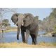thumbnail image 1 of Taladro de pintura de diamante (DE4517) 5D imágenes completas Riverside elefante DIY punto de cruz 30x40cm FLhrweasw Nuevo, 1 of 1