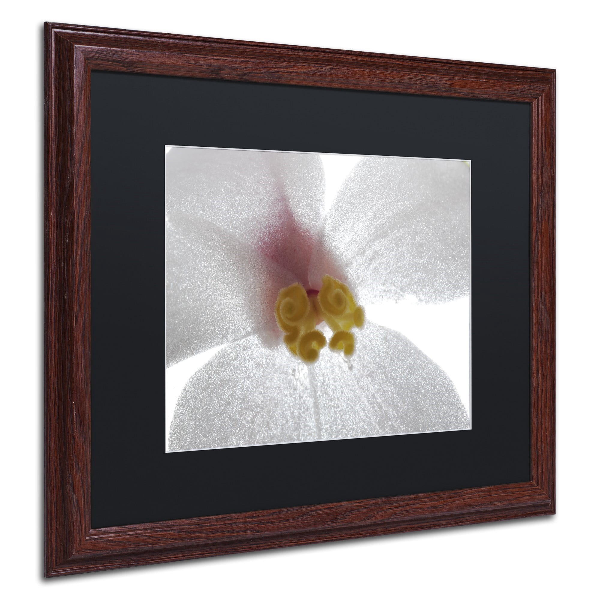 Trademark Fine Art "Escargo Begonia Flower" Canvas Art by Kurt Shaffer, Black Matte, Wood Frame