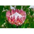 thumbnail image 2 of Engelbrecht, Lisa S. 32x23 Gold Ornate Wood Framed with Double Matting Museum Art Print Titled - King Protea flower, 2 of 4