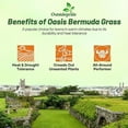 thumbnail image 4 of Outsidepride Oasis Bermuda Lawn Blend Grass Seed, 5 lb, 4 of 5