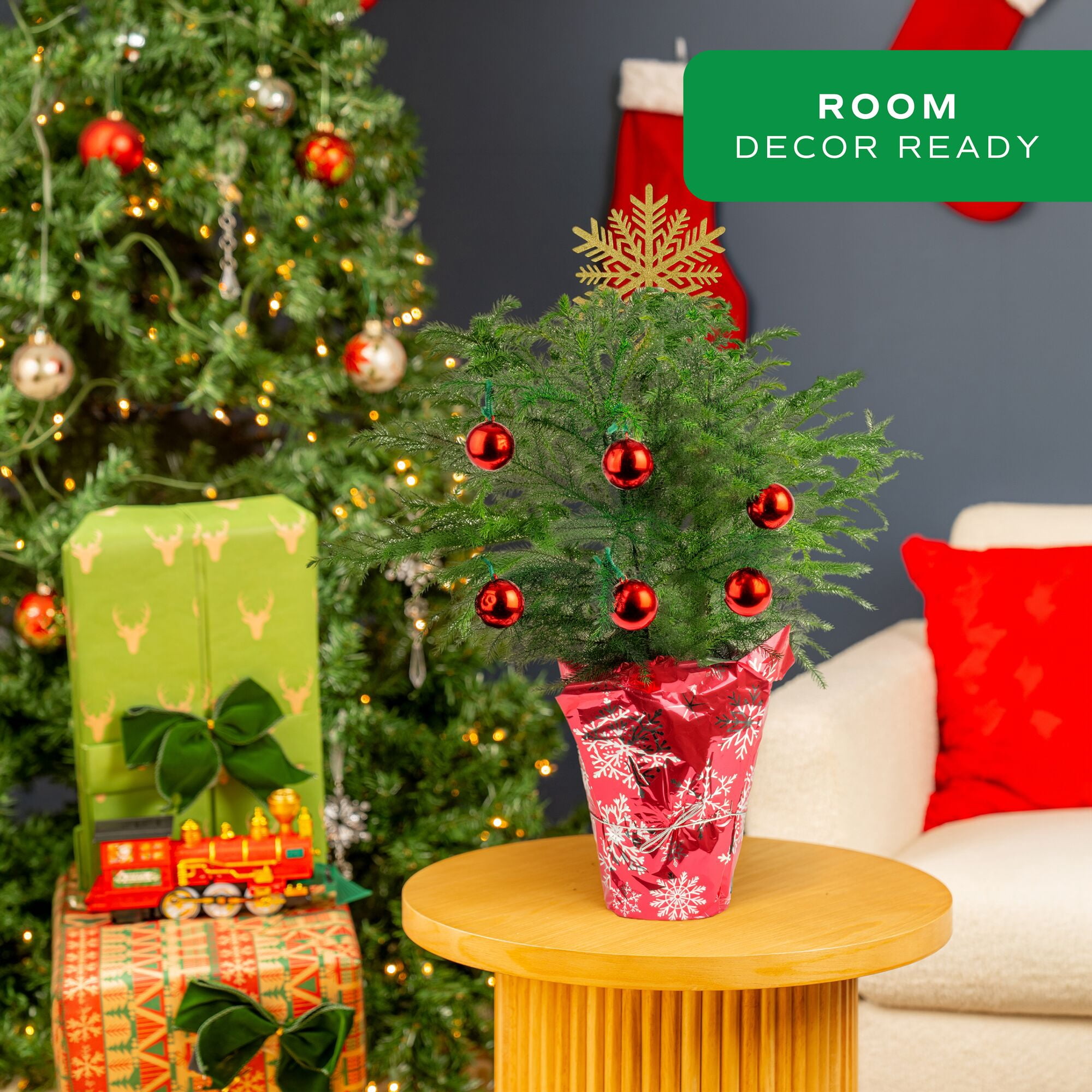 Costa Farms 18" Tall Christmas Tree Bright Direct Sunlight, Indoor Live House Plants, Holiday Cover