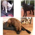 thumbnail image 5 of Hipaw-Botas transpirables de verano para perros, Protector de patas con suela antideslizante para suelo de madera dura, 5 of 5