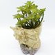 thumbnail image 4 of UPGRATOR 1Ud Maceta Para Plantas Forma Concha Material Resina Decorativa Para Casa, 4 of 8