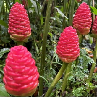 Mommy Earth Shampoo Ginger Plant, Healing Rhizomes, Showy Pink Blooms,  Indoor Outdoor - Walmart.com