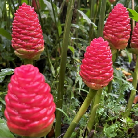 2 Awapuhi Shampoo Ginger Rhizomes for Plantings, Zingiber Zerumbet Pinecone Ginger Roots