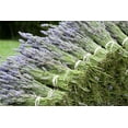 thumbnail image 2 of Styber, Dana 24x17 Black Ornate Wood Framed with Double Matting Museum Art Print Titled - Lavender Bunches II, 2 of 4