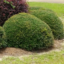 3 gal Holly Dwarf Yaupon Live Shrub with Full Sunlight