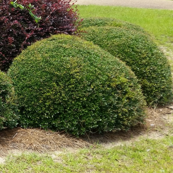 3 gal Holly Dwarf Yaupon Live Shrub with Full Sunlight