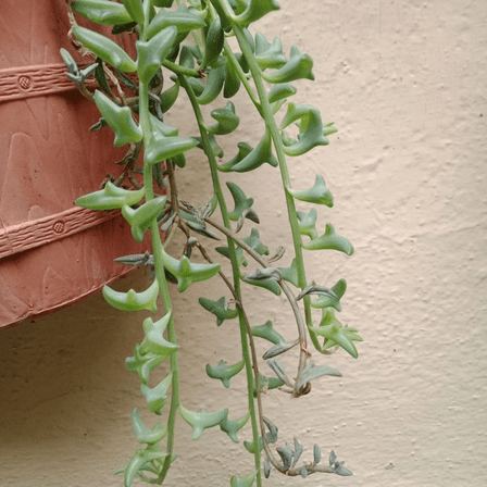 String of Dolphins, Trailing Succulent, Hanging Succulent, Live Plant in 4'' pot