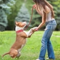 thumbnail image 5 of Golden Spike Collar for Dogs,With traction rope Spiked Dog Collar, Durable PU Leather Studded Dog Collar with Leash, Funny Mushrooms Rivet Small Puppy Pet Cat Adjustable Collar 1Pack, 5 of 6