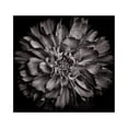 thumbnail image 2 of Carson, Brian 12x12 Gold Ornate Wood Framed with Double Matting Museum Art Print Titled - Black And White Dahlia II, 2 of 4