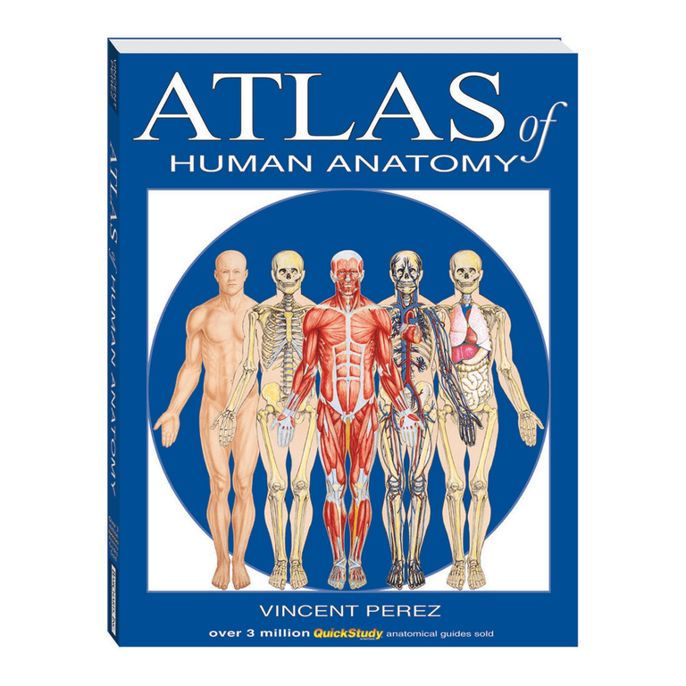 Atlas Of Human Anatomy (Quickstudy Books) - Walmart.com