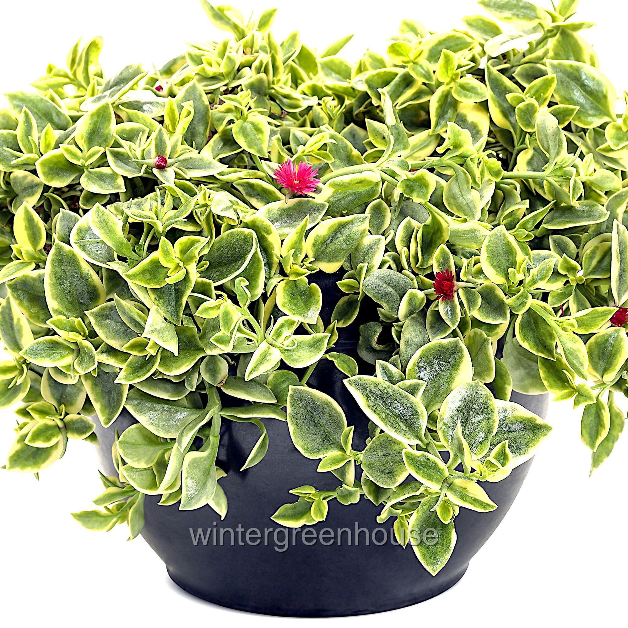 große ufopflanze Ufopflanze (Pilea Peperomioides) online kaufen – MyZimmerpflanze.de main image 1