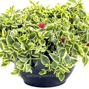 Aptenia Cordifolia Variegata, Dorotheanthus Crystal, Baby Sun Rose - Pot Size: 3 (2.6x3.5) - Colorful Foliage, Plants