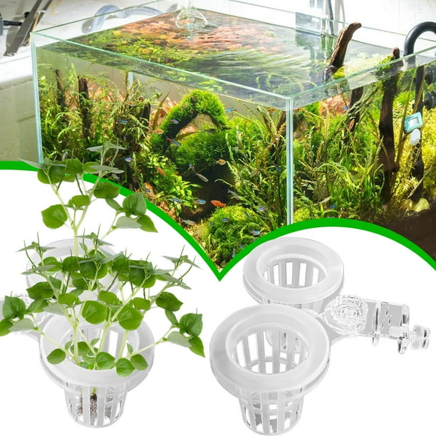 Acuario Hidropónico de Boniato con Ventosa para Peces, Plantas Acuáticas, Decoración de Pecera, Boniato y Maceta de Boniato.