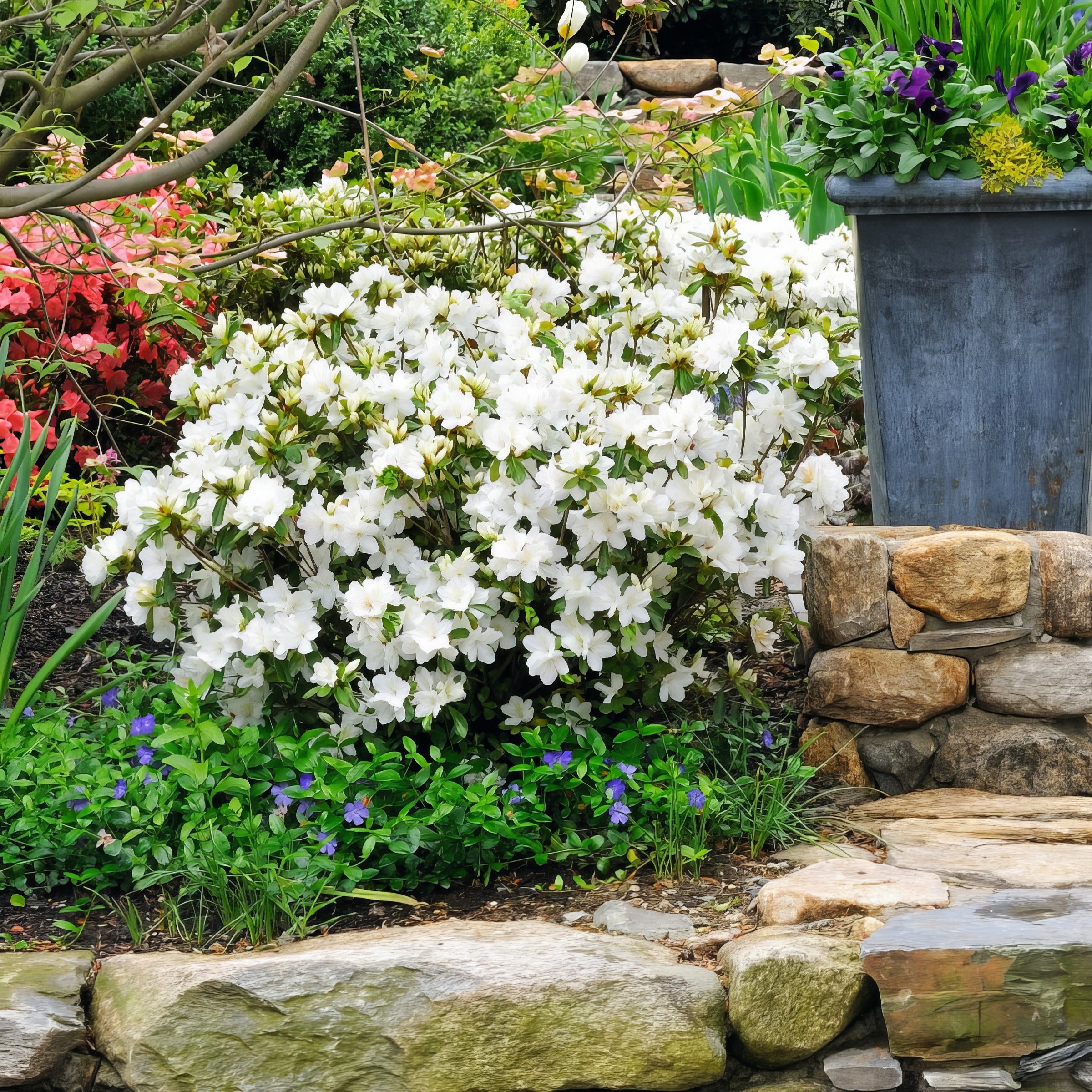 National Plant Network 4 in. Azalea FlorAmore White (3-Pack)
