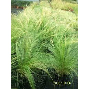 3 Mexican Feather Grass, in 4 inch cups, starter plants. Read Description for Temps information!