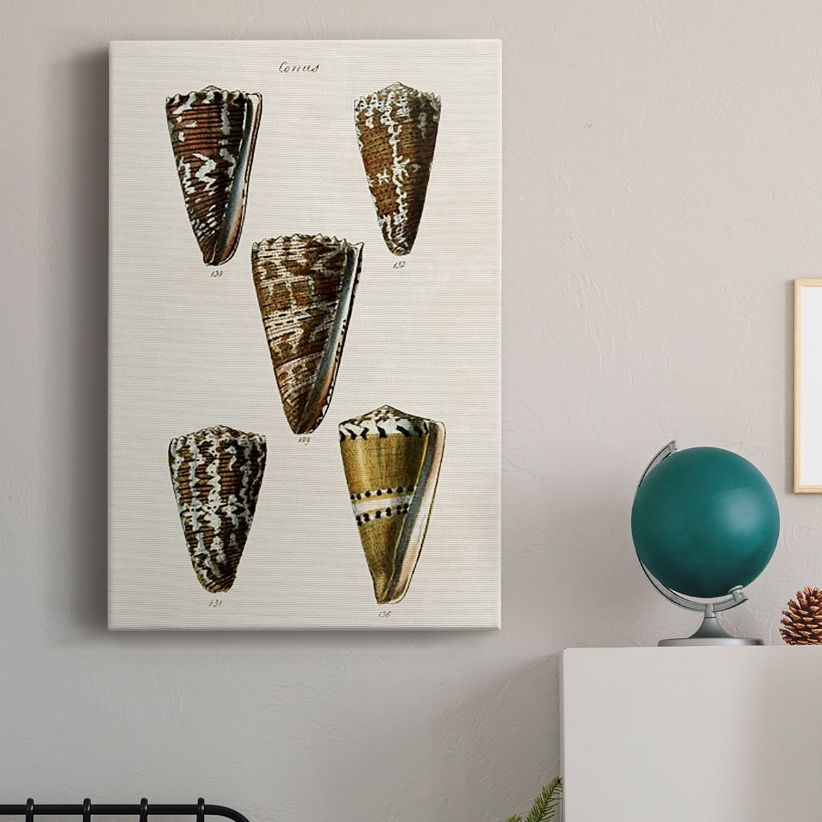 Cone Shell Collection V Premium Gallery Wrapped Canvas - Ready to Hang