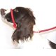 thumbnail image 1 of Figure 8 Anti Pull Lead / Halter / Head Collar (RED) - One Size Fits All - Super Soft Braided Nylon - Fitting Instructions Included- Comfortable, K, 1 of 5