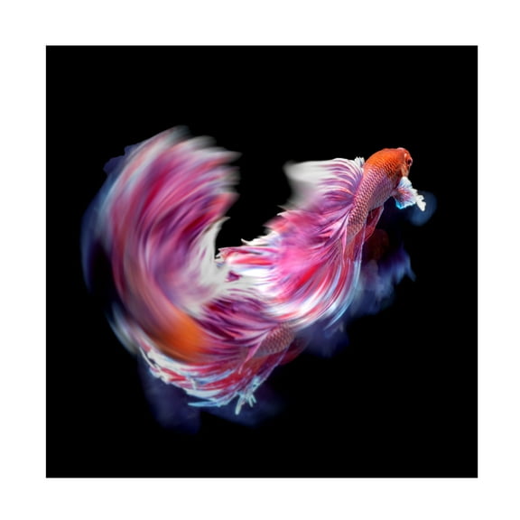 Canvas Wall Art - Antonyus Bunjamin 'Bettafish Dance Motion' Wall Art for Living Room, Bedroom, or Office Décor by Trademark Fine Art - 14 x 14 Inches