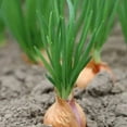 thumbnail image 2 of Set 6 Walking Onion Bulbs, Onion Bulb, Ready to Plant for Planting Garden, 2 of 6
