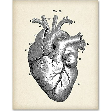 Anatomical Heart - 11x14 Unframed Art Print - Great Gift for Doctors, Medical/Nursing Students or