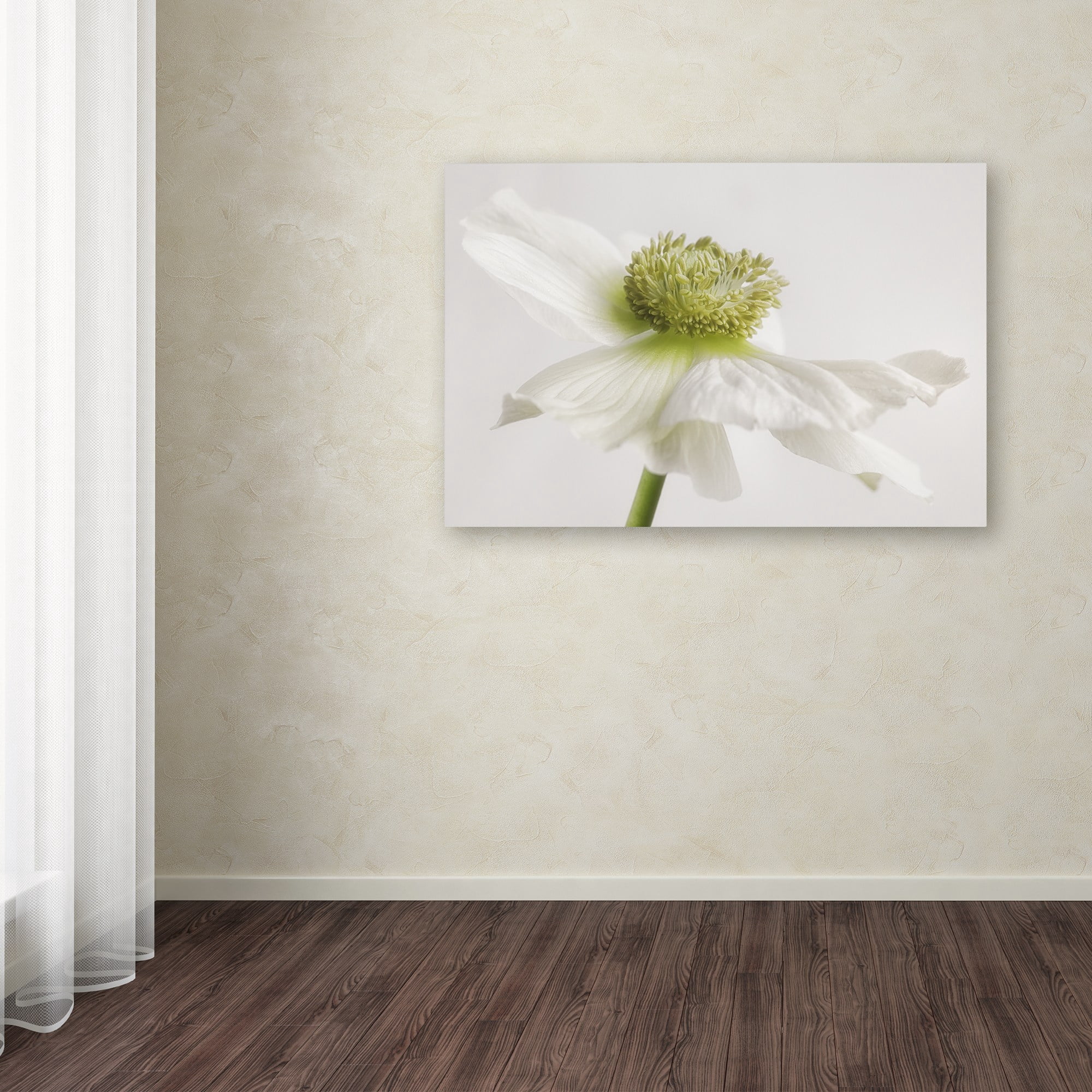 Trademark Fine Art 'White Anemone Flower' Canvas Art by Cora Niele