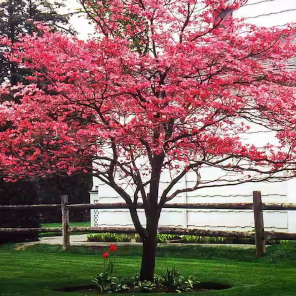 Expert Gardener 1- 1.5 ft tall Cherokee Brave Dogwood Live Tree in 1-Gallon Grower Pot