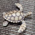 thumbnail image 4 of animales marinos de plástico juguete figuras de modelo de vida marina juguetes para niños tortuga de mar SM SunniMix Juguetes marinos de animales, 4 of 8