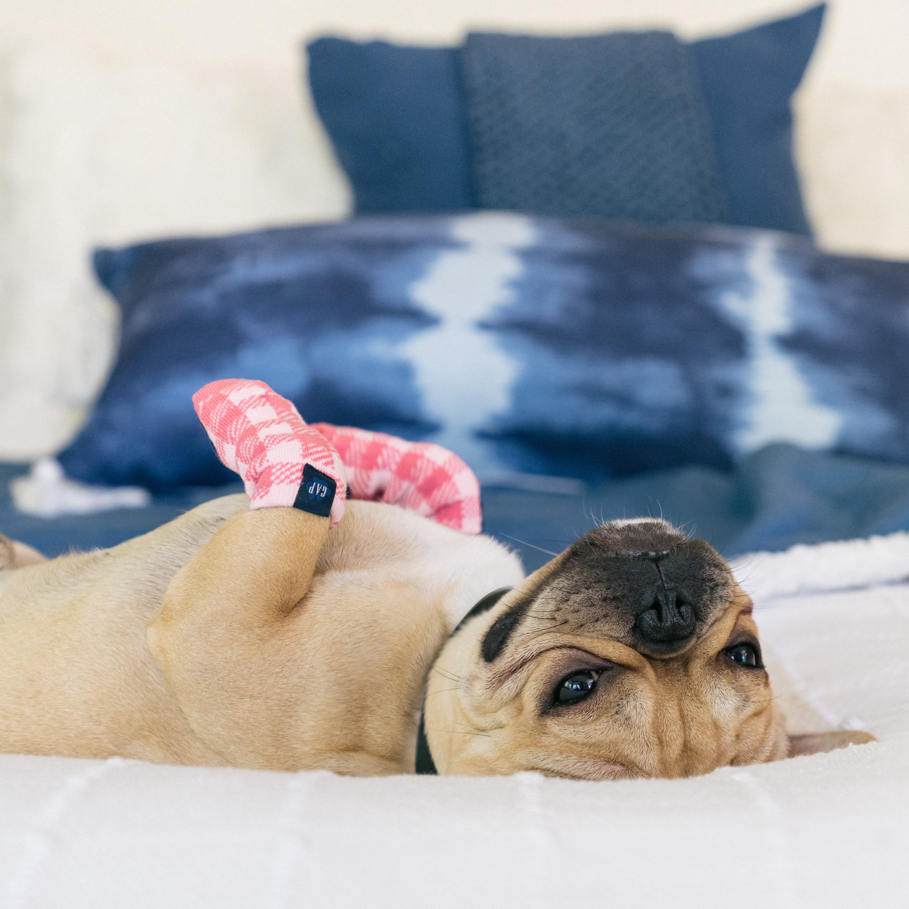 Gap Pet, Dog Clothes, Plaid Paw Logo Dog Socks, Pink