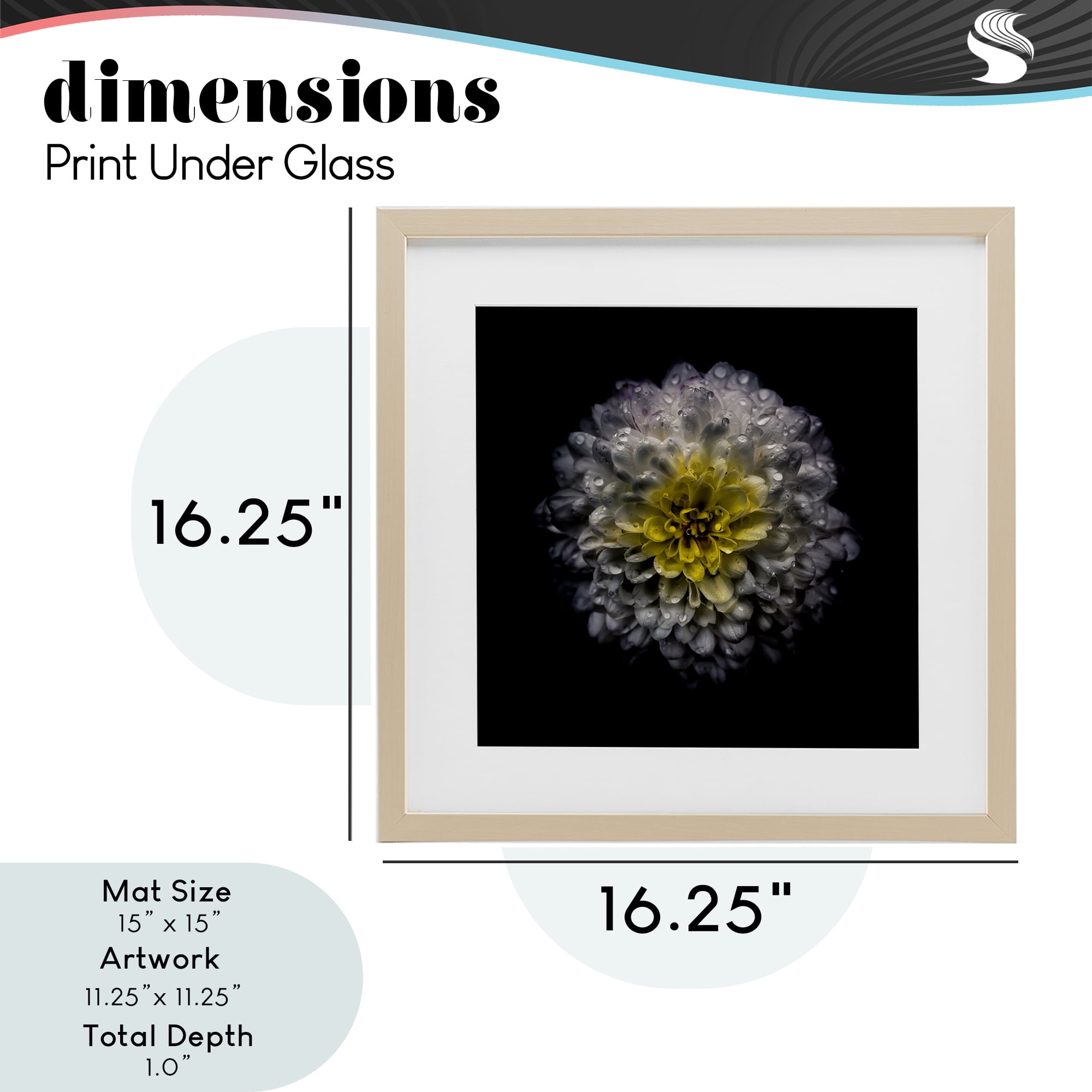 White And Yellow Mum Birch Framed Print Under Glass, design by Brian Carson Photography
